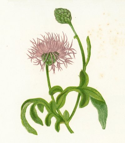 Centaurea scabiosa - English School